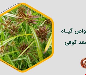 سعد کوفی راهنمای کامل و ایمن برای سلامت و زیبایی بانوان